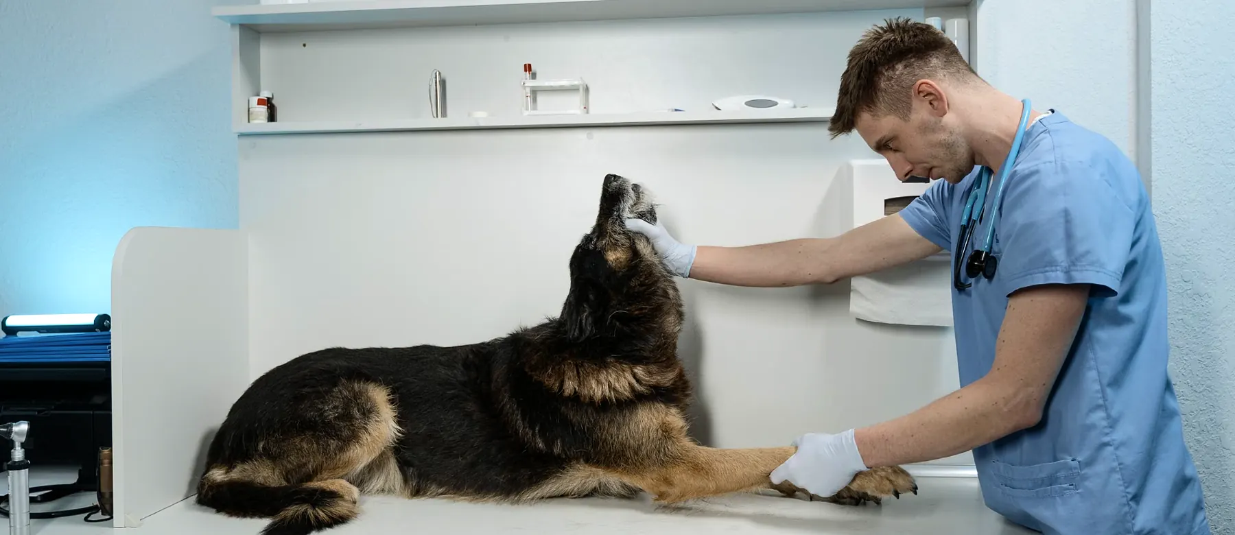 Veterinarian examining a dog on an exam table in a clinic
